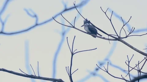 Crested Kingfisher perched on a tree bark in Corbett National Park Stock Footage 145829110