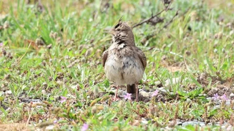 Crested Lark Bird with Visible Crest in Natural Habitat Stock Footage 333584629