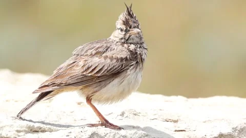 Crested Lark Bird with Visible Crest in Natural Habitat Stock-Footage 333584655