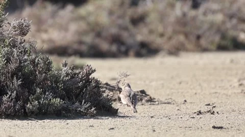 Crested Lark Bird with Visible Crest in Natural Habitat Stock-Footage 333584665