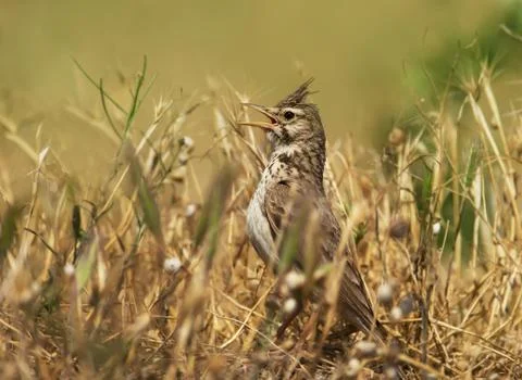 Crested lark calling in the meadow Stock Photos