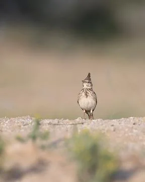 Crested lark in the desert Stock Photos