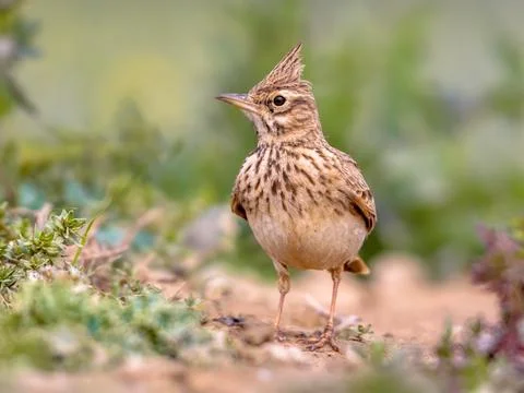 Crested lark front view Stock Photos