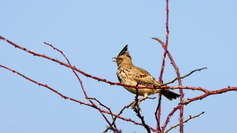 Crested Lark (Galerida cristata) sits on a branch and sings Stock Footage 233334853