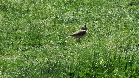 Crested lark on grassland as it searches for insects to eat. Stock Footage 334010907