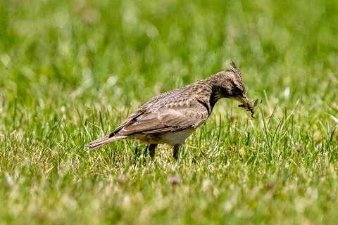 Crested Lark Looking For Insects Stock Photos