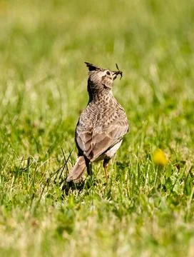 Crested Lark Looking For Insects Stock Photos