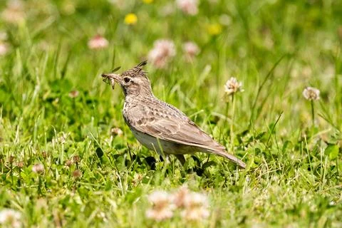 Crested Lark Looking For Insects Stock Photos