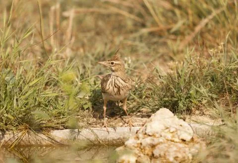 Crested lark Stock Photos