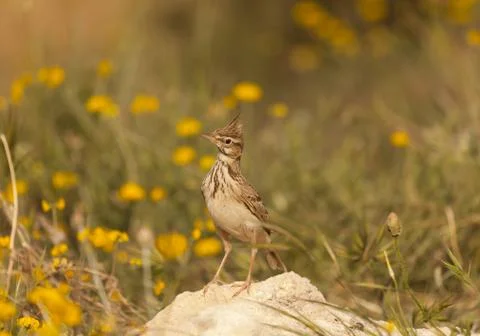 Crested lark Stock Photos
