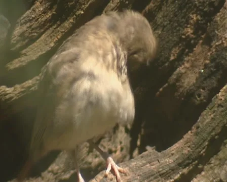 Crested Lark preening, perched on a hollow wood stump Stock Footage 49770525