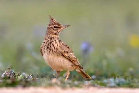 Crested lark side view Stock Photos
