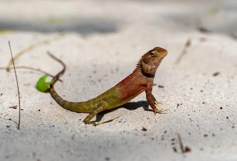 Crested Lizard Basking on Warm Sands of its Natural Habitat. red and green .. Stock Photos