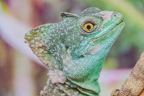 Crested lizard as it basks in sun on warm sands of its natural habitat. lizar Foto stock