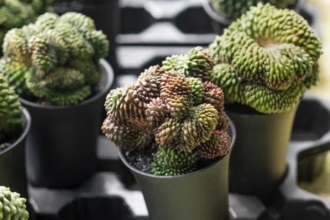 Crested monstrose cactus forms potted collection at nursery market display 库存照片
