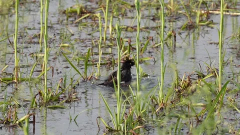 Crested myna is Bathing in Marsh Stock-Footage 311718589