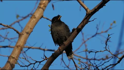 Crested Myna Bird Perched on Tree Branch Видео 328780121
