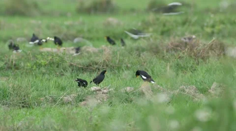 Crested Myna group resting in paddy field Stock Footage 61274889