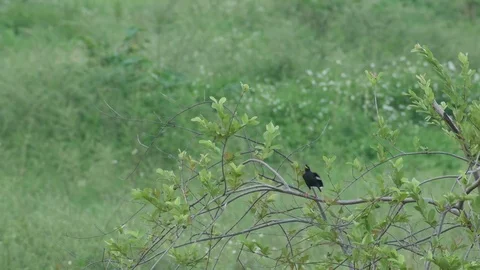 Crested myna relaxing behavior Stock Footage 76092723