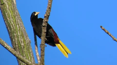 Crested Oropendola (Psarocolius decumanus) preening feathers on tree branch Stock-Footage 342687774