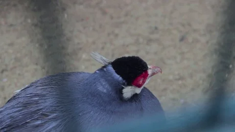 Crested partridge also known as the crested wood partridge Stock Footage 73784227