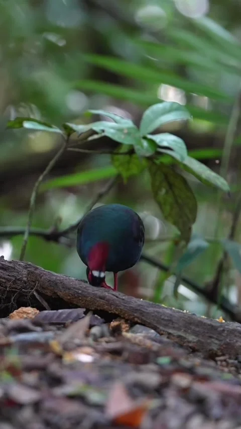 Crested partridge bird perched on a log in the rainforest Vidéo 335248984