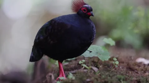  crested partridge (Rollulus rouloul) also known as the crested wood partridge Stock Footage 255082743
