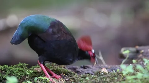 Crested partridge (Rollulus rouloul) also known as the crested wood partridge, Stock Footage 304255782