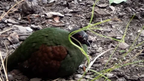Crested partridge (Rollulus rouloul) Video stock 259164886