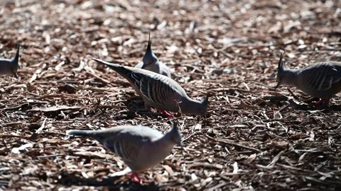 Crested Peigons in process of finding food 4K video Stock Footage 133226647