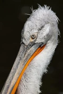 Crested Pelican Photos