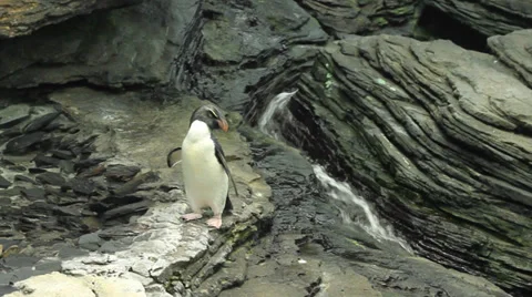 Crested Penguin Flapping Wings Stock Footage 36217874