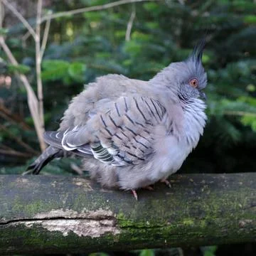 A crested pigeon in the cold Foto stock