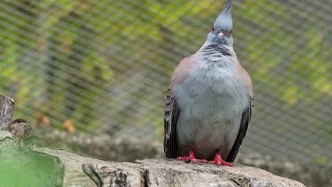 Crested pigeon Stock Footage 150554802