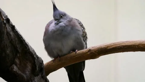 Crested pigeon (Ocyphaps lophotes) Stock Footage 176309995