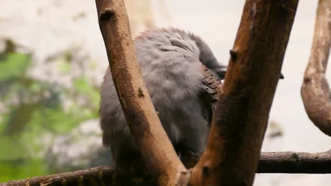 Crested pigeon (Ocyphaps lophotes) Video stock 181492338