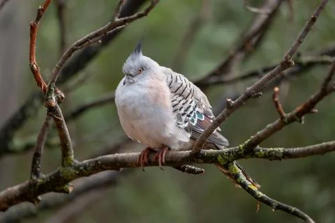 Crested Pigeon Ocyphaps Lophotes Stock Photos