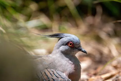 Crested pigeon Stock Photos