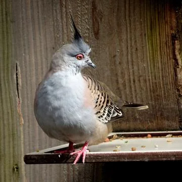 A crested pigeon Stock Photos