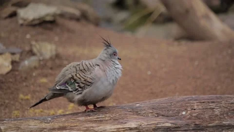 Crested pigeon resting on fallen log in natural habitat video Stock Footage 199251211
