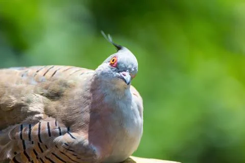 Crested pigeon on the tree (Ocyphaps lophotes) Stock Photos