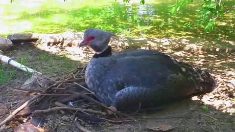 Crested Screamer Bird Has a Snack Stock Footage 76007700