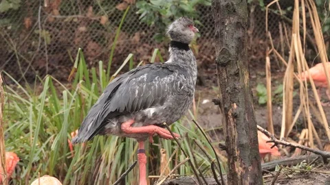 Crested Screamer Bird looking to eat from tree Stock Footage 102858664