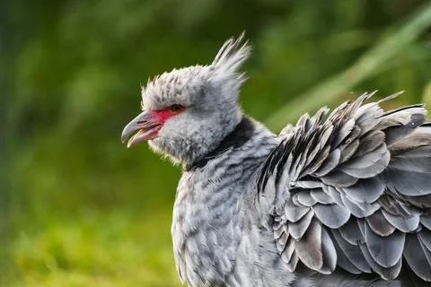 Crested screamer with its beak open Stock Photos