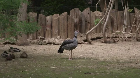Crested Screamer looking around Stock Footage 50360080