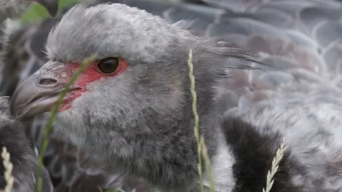 Crested Screamer Mating Pair Preening Each Other Close Up Stock Footage 137800243