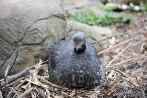 Crested Screamer Nesting Stock Photos