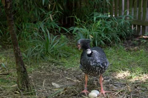 Crested Screamer Stock Photos