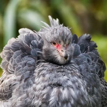 Crested screamer square crop Stock Photos