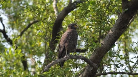 Crested serpent eagle in amazing light in Sundarbans national park Stock Footage 302455989